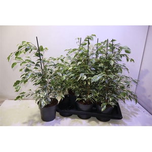 arr8 Fic Be Twilight