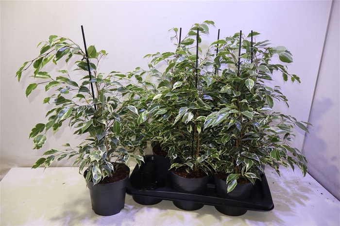 <h4>arr8 Fic Be Twilight</h4>