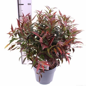 Leucothoe keidkei 'Burning Love'