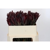 Leucadendron Saf Sunset Dark R.