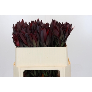 Leucadendron Saf Sunset Dark Red