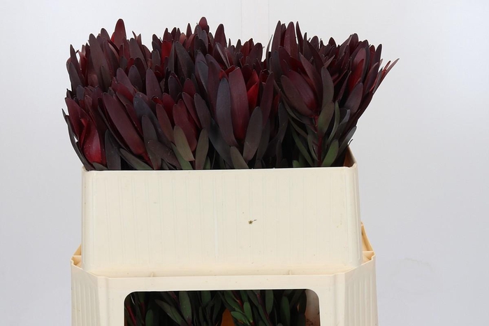 <h4>Leucadendron Saf Sunset Dark Red</h4>
