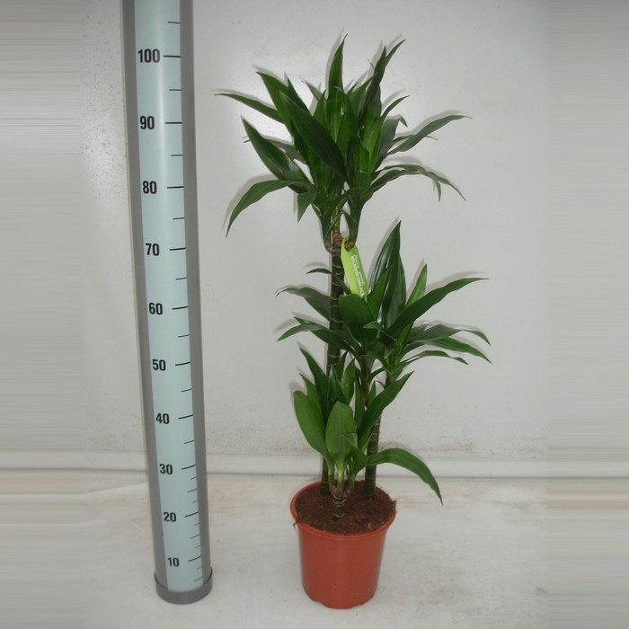 <h4>Dracaena Janet Craig</h4>