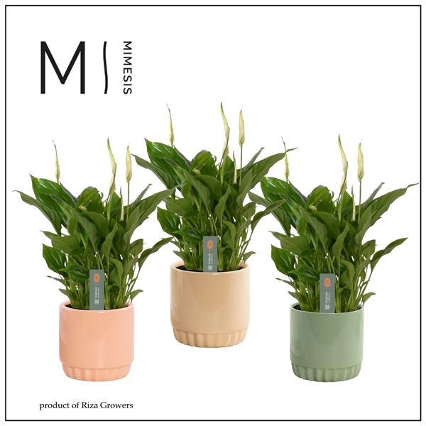 <h4>Mimesis Spathiphyllum Chopin - 10,5 cm in Liam - Craft World</h4>