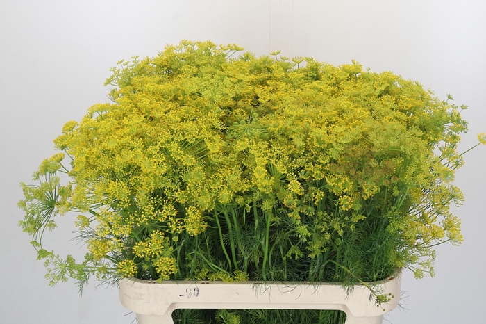 <h4>Anethum Graveolens</h4>