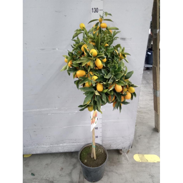 <h4>Citrus   ...</h4>