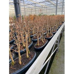 Metasequoia glyptostroboides, 35cm, group, 5 stem.