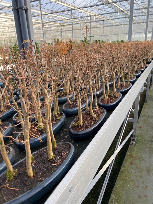 <h4>Metasequoia glyptostroboides, 35cm, group, 5 stem.</h4>