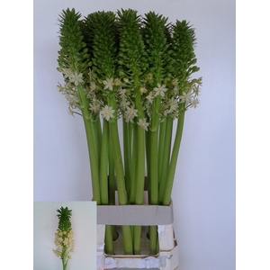 EUCOMIS P-E GOLIATH