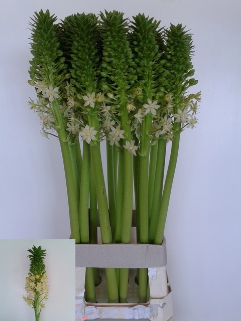 <h4>EUCOMIS P-E GOLIATH</h4>