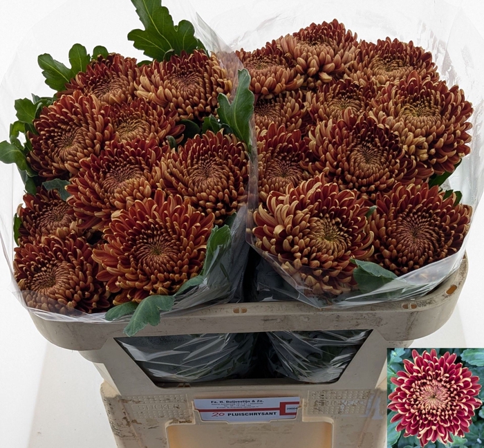 <h4>Chr. G 'Ankara Red'</h4>