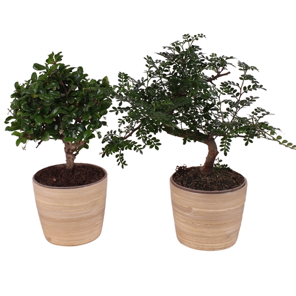 <h4>Bonsai Indoor Mix Ø12cm Mix B/S Shape in Ø 13cm Wood NT465</h4>