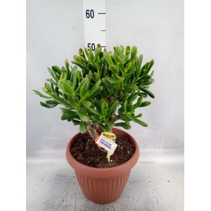 Crassula ovata 'Horn Tree Red'