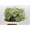 Chamelaucium Ofir