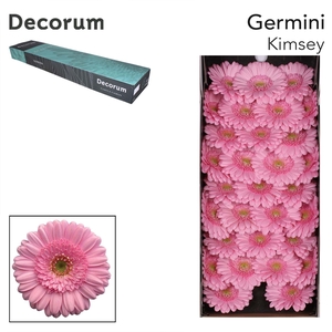 Germini Kimsey Doos