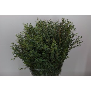 Euca Parvifolia 200 Gram
