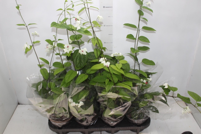 <h4>LAGRIMA DE CRISTO P14</h4>