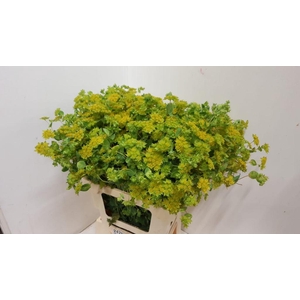 BUPLEURUM GRIFFITHII