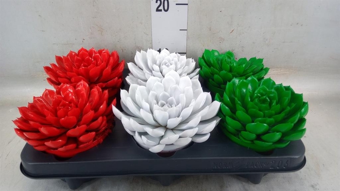 <h4>Echeveria  'Summer'</h4>