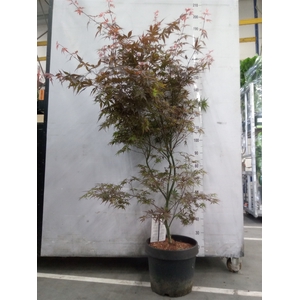 Acer palmatum 'Skeeters Broom'