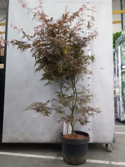 <h4>Acer palmatum 'Skeeters Broom'</h4>