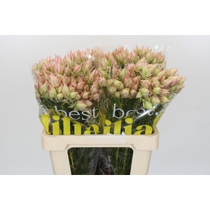 Blushing Bride Ayoba Satin Star