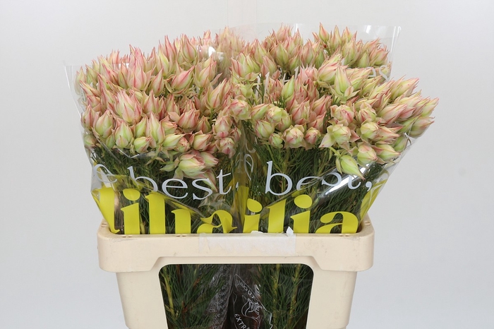 <h4>Blushing Bride Ayoba Satin Star</h4>
