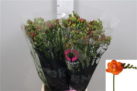 <h4>Fr Du Mandarine</h4>