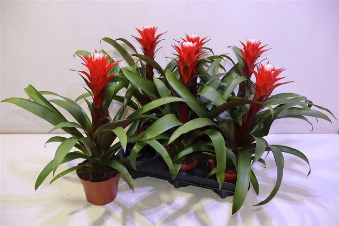 <h4>arr8 Guzm Hope</h4>