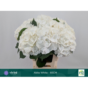 Akito White - 60CM