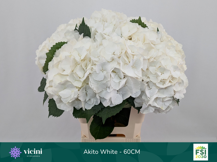 <h4>Akito White - 60CM</h4>