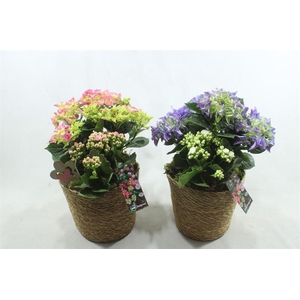 BU126 GEVL MAND HORT