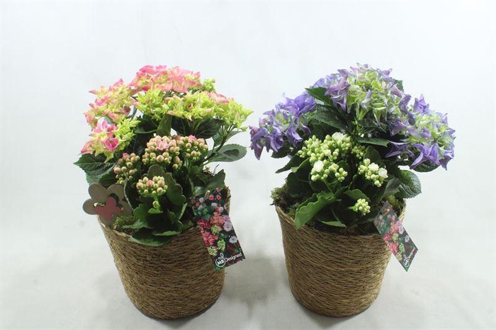 <h4>BU126 GEVL MAND HORT</h4>