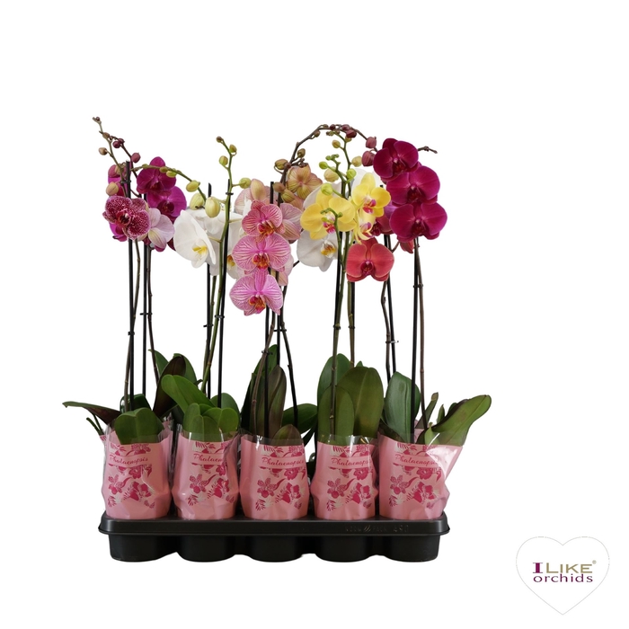 <h4>Phalaenopsis   ...mix  5</h4>