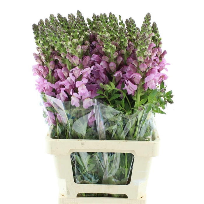 <h4>ANTIR OP LAVENDER</h4>