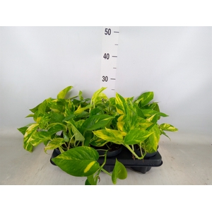 Epipremnum pinn. 'Hicolor'