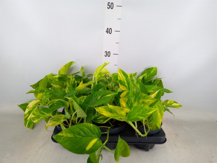 <h4>Epipremnum pinn. 'Hicolor'</h4>