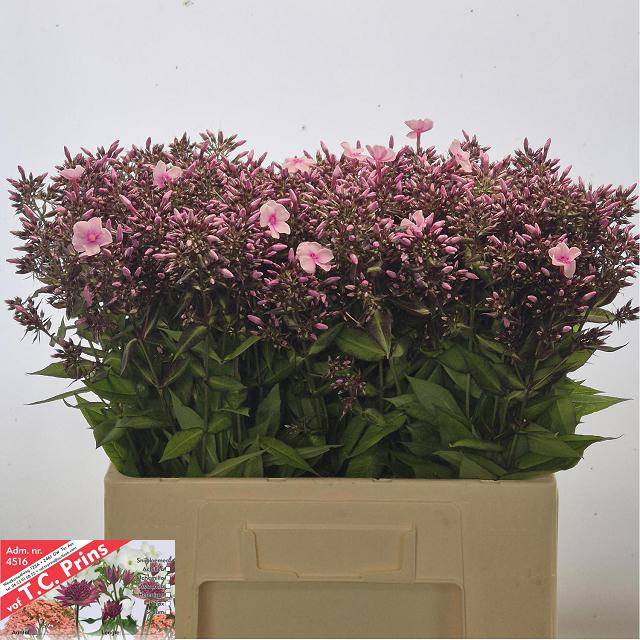 <h4>PHLOX P BRI EYES</h4>