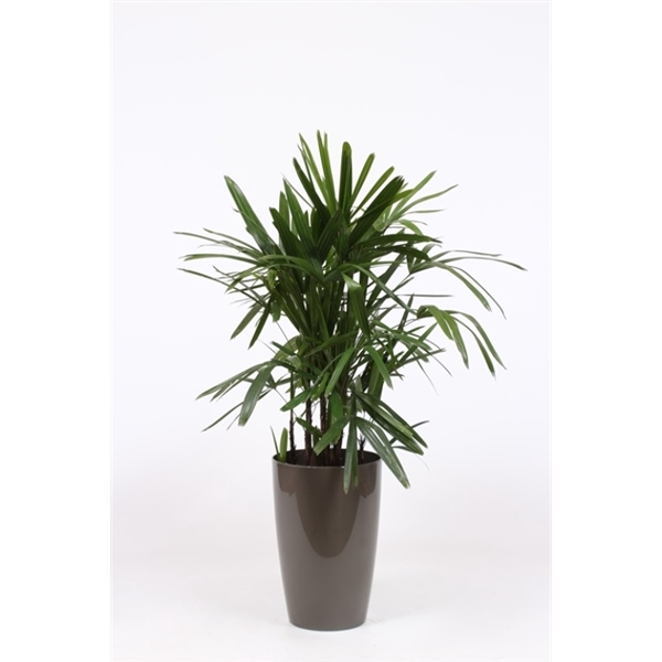 <h4>Rhapis excelsa in Santorini pot "taupe"</h4>