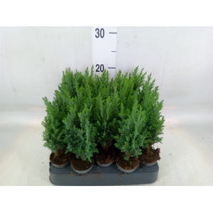 Chamaecyparis laws. 'Ellwoodii'