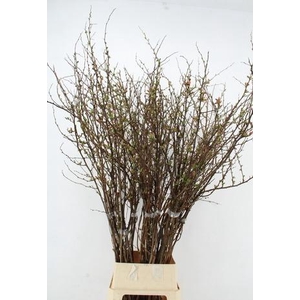 CHAENOMELES SUPERBA PINK 150CM