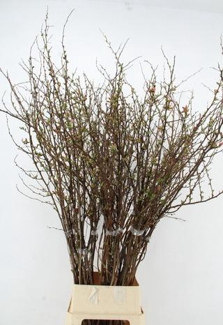 <h4>CHAENOMELES SUPERBA PINK 150CM</h4>