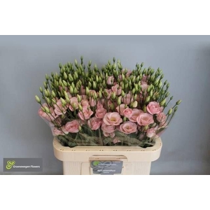LIS G ROSITA LIGHT PINK