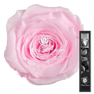 30cm Stem Pin99
