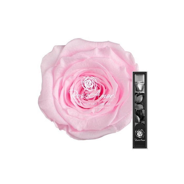 <h4>30cm Stem Pin99</h4>