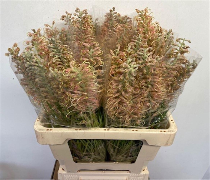 <h4>GREVI CAL GEM</h4>