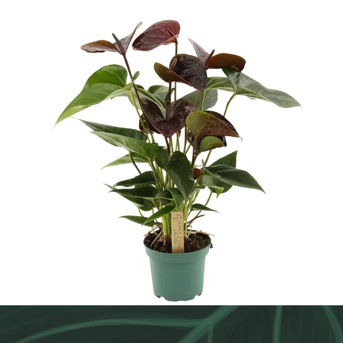 <h4>Anthurium andr. 'Essencia'</h4>