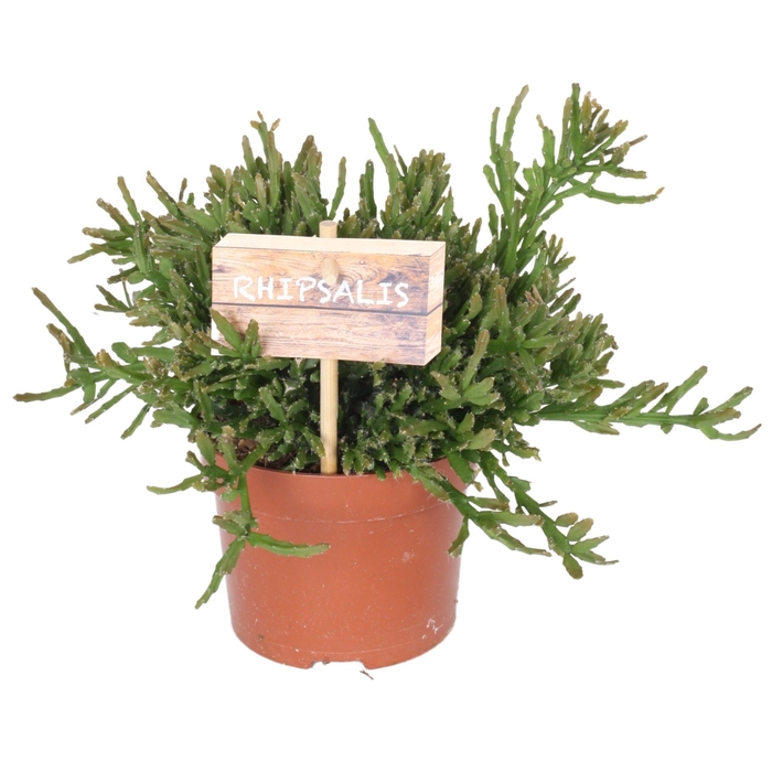 <h4>Rhipsalis Ewaldiana 10,5cm</h4>