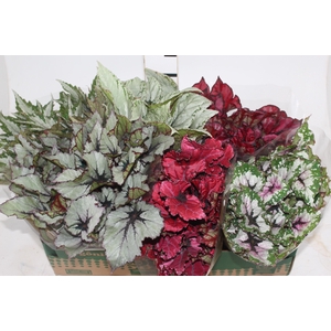 BEGONIA BELEAF P15 PO