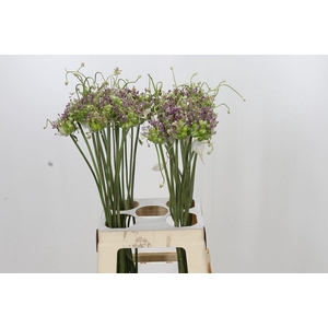 ALLIUM AMPELOPRASUM VAR. BABINGTONI